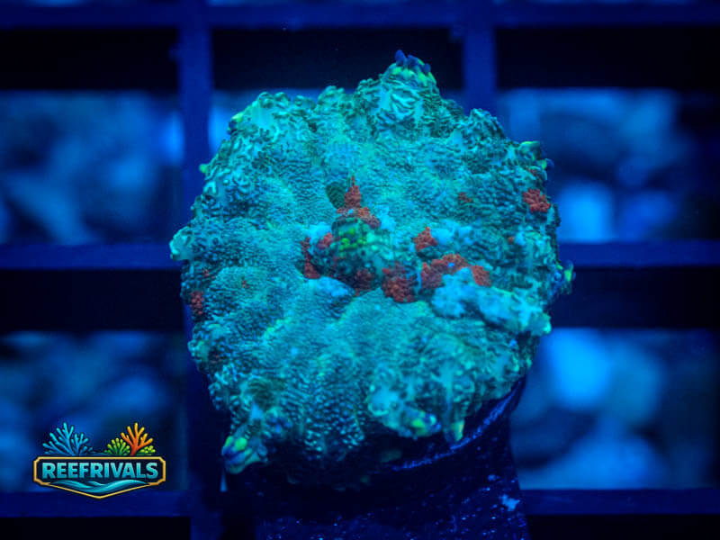 RVL Evil Eye Mushroom WYSIWYG coral image | ReefRivals RVL Evil Eye Mushroom coral image from ReefRivals, listed as Discosoma sp. and Mushrooms