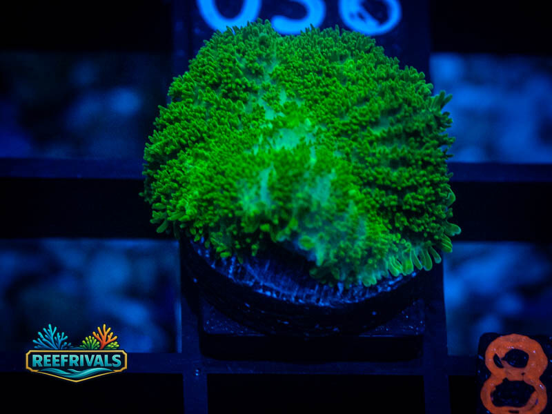 RVL Green Goblin Mushroom coral image from ReefRivals, listed as Rhodactis spp. and Mushrooms