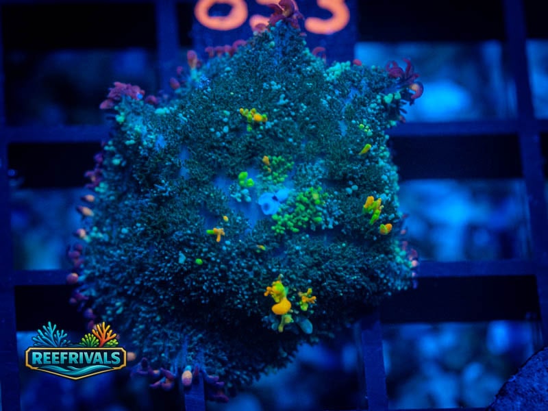 WWC OG Bounce Mushroom coral image from ReefRivals, listed as Rhodactis spp. and Mushrooms
