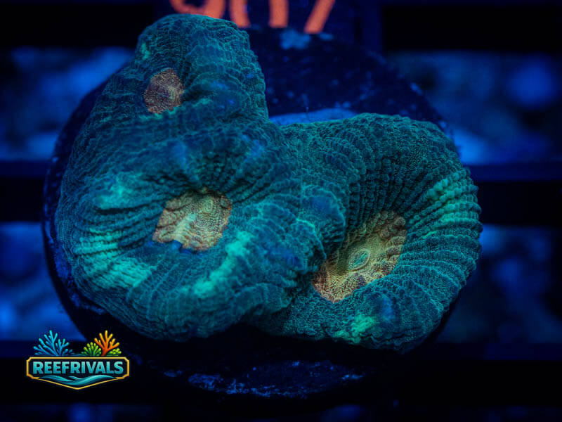 KK Blue Papaya Favia coral image from ReefRivals, listed as Favia sp. and Favias