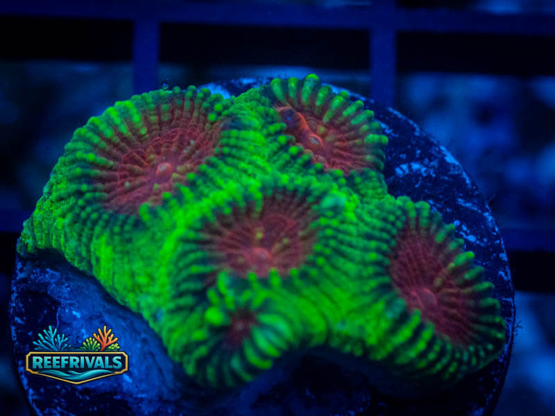 ECC Christmas Favia coral image from ReefRivals, listed as Favia sp. and Favias