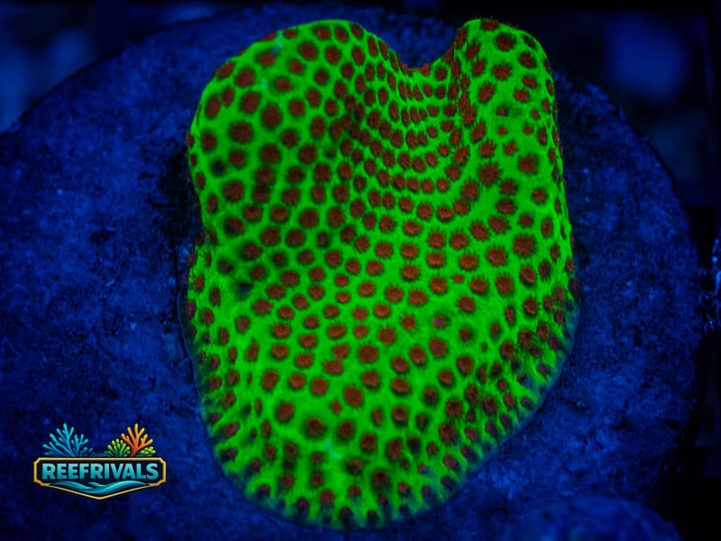 ECC Grinchy Porites WYSIWYG coral image | ReefRivals ECC Grinchy Porites coral image from ReefRivals, listed as Porites sp. and SPS Branching
