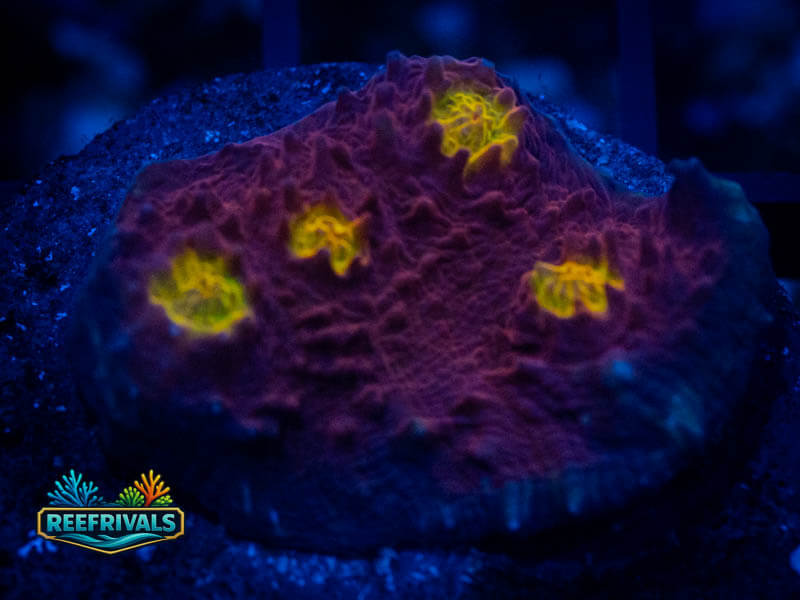 TSA Golden Eye Chalice coral image from ReefRivals, listed as Echinophyllia sp. and Chalices