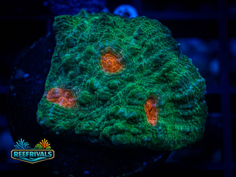 WWC Pumpkin Eater Chalice WYSIWYG coral image | ReefRivals WWC Pumpkin Eater Chalice coral image from ReefRivals, listed as Echinophyllia sp. and Chalices