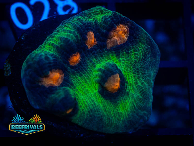 JF Raja Rampage Chalice coral image from ReefRivals, listed as Echinophyllia sp. and Chalices