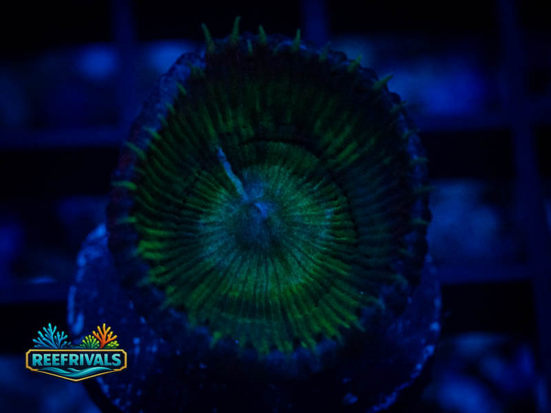 WWC Nuclear Death Palythoa WYSIWYG coral image | ReefRivals WWC Nuclear Death Palythoa coral image from ReefRivals, listed as Zoanthus sp. and Zoas