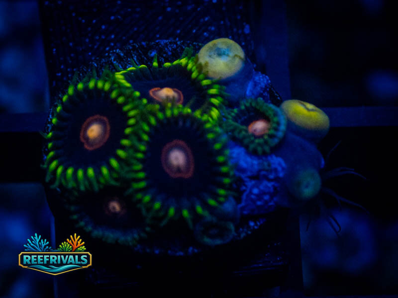 Zoanthids King Jawbreaker Hornets Zoa WYSIWYG coral image | ReefRivals Zoanthids King Jawbreaker Hornets Zoa coral image from ReefRivals, listed as Zoanthus sp. and Zoas