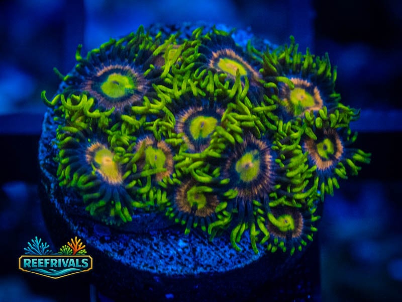 ARC Starstruck Zoa WYSIWYG coral image | ReefRivals ARC Starstruck Zoa coral image from ReefRivals, listed as Zoanthus sp. and Zoas