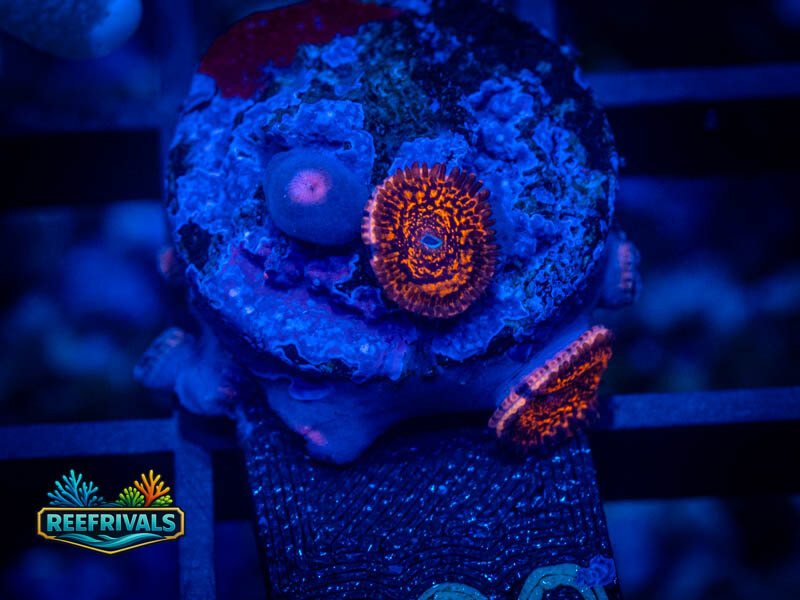 ECC Nightmare 2.0 Zoa coral image from ReefRivals, listed as Zoanthus sp. and Zoas