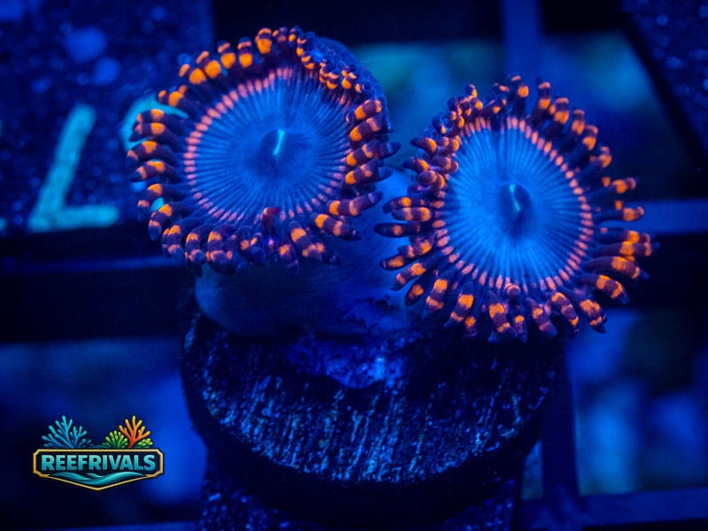 Zoanthids Spiderman Zoa coral image from ReefRivals, listed as Zoanthus sp. and Zoas