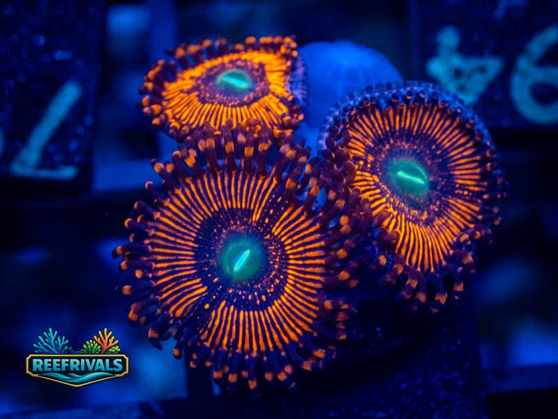 WWC Barlog Zoa WYSIWYG coral image | ReefRivals WWC Barlog Zoa coral image from ReefRivals, listed as Zoanthus sp. and Zoas