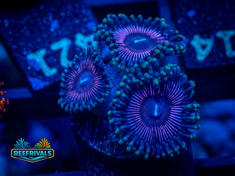 TG Cotton Candy Zoa WYSIWYG coral image | ReefRivals TG Cotton Candy Zoa coral image from ReefRivals, listed as Zoanthus sp. and Zoas