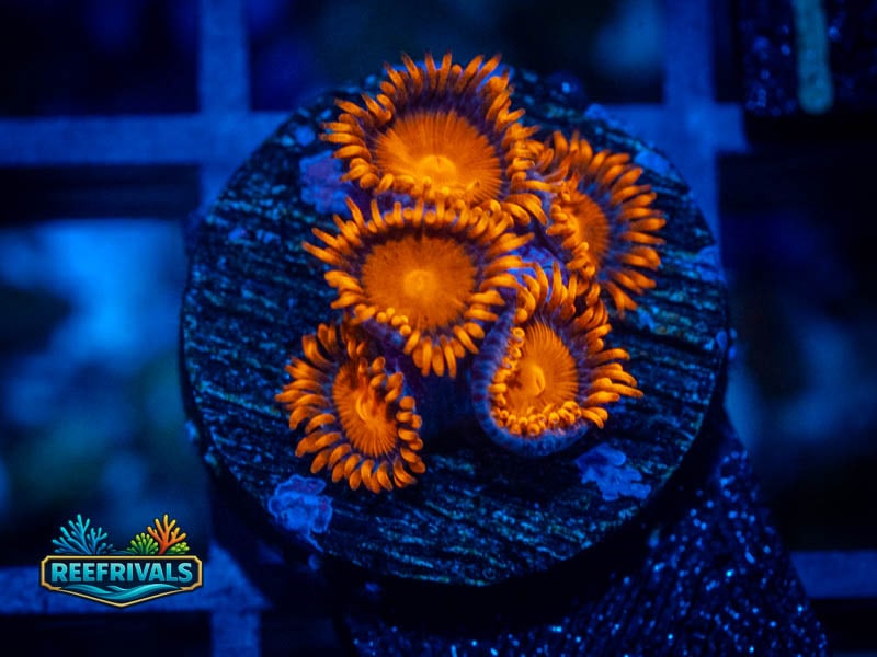 ECC Bam Bam Zoa coral image from ReefRivals, listed as Zoanthus sp. and Zoas