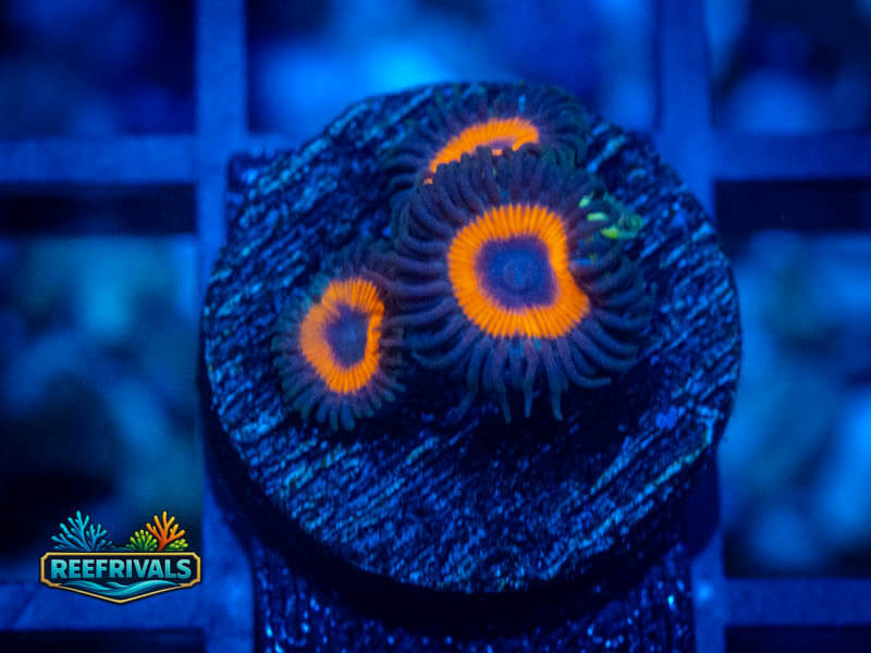 WWC Red Bull Zoa WYSIWYG coral image | ReefRivals WWC Red Bull Zoa coral image from ReefRivals, listed as Zoanthus sp. and Zoas