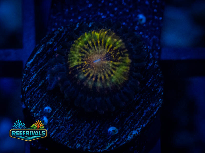 WWC Pandora Zoa coral image from ReefRivals, listed as Zoanthus sp. and Zoas