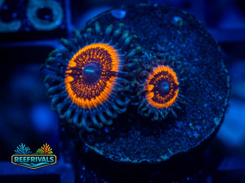 TSA Armor of God Zoa WYSIWYG coral image | ReefRivals TSA Armor of God Zoa coral image from ReefRivals, listed as Zoanthus sp. and Zoas