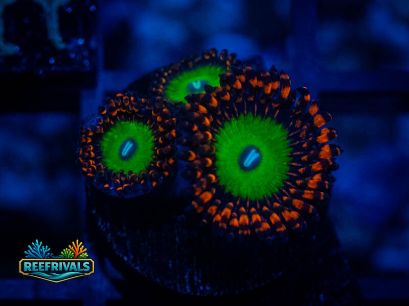 TG Bowser Zoa coral image from ReefRivals, listed as Zoanthus sp. and Zoas