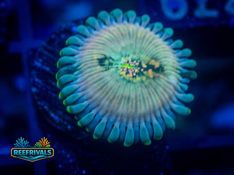 ECC Hawaiian Ding Dang Zoa coral image from ReefRivals, listed as Zoanthus sp. and Zoas