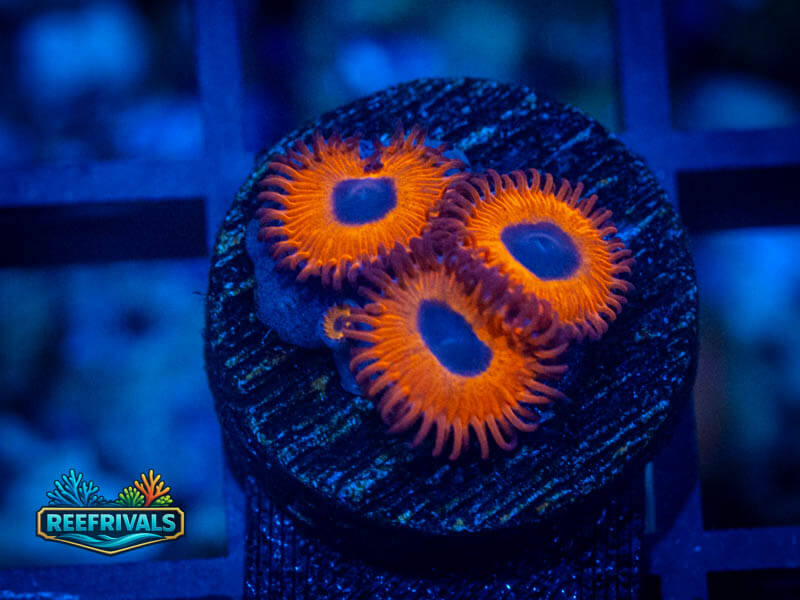 ECC Charmander Zoa WYSIWYG coral image | ReefRivals ECC Charmander Zoa coral image from ReefRivals, listed as Zoanthus sp. and Zoas
