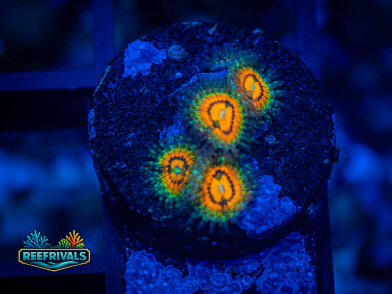 TSA Rainbow Incinerator Zoa coral image from ReefRivals, listed as Zoanthus sp. and Zoas