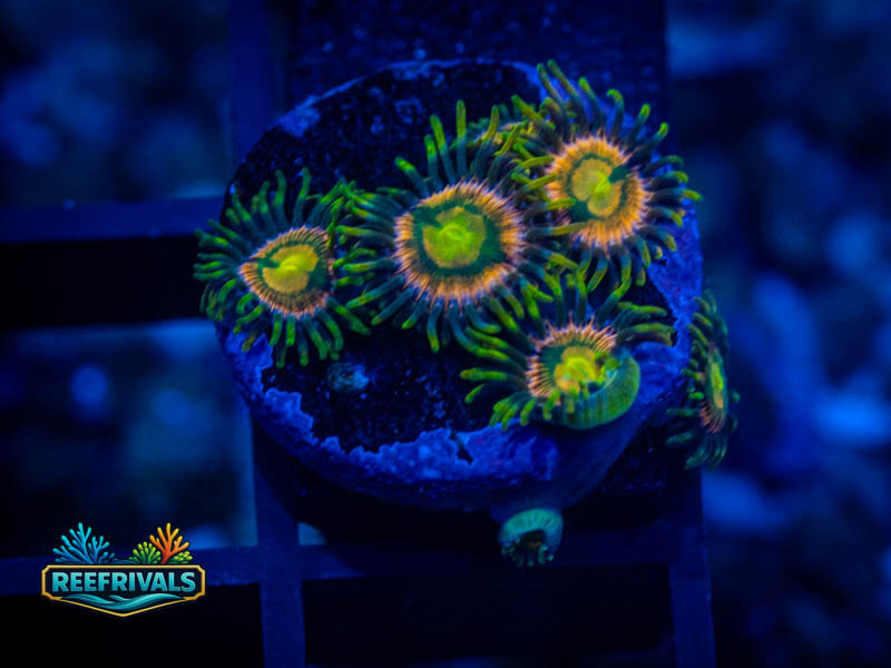 TG Jupiter Zoa WYSIWYG coral image | ReefRivals TG Jupiter Zoa coral image from ReefRivals, listed as Zoanthus sp. and Zoas