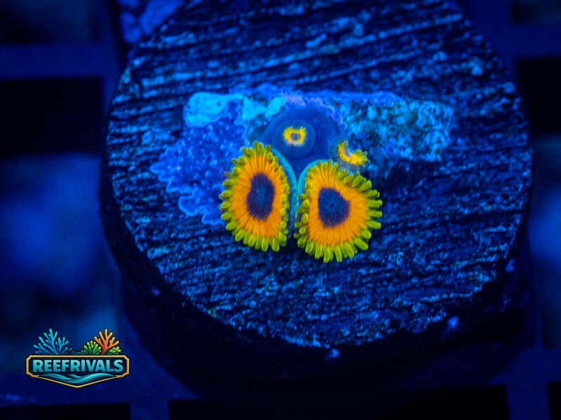 TSA Great Owl Zoa WYSIWYG coral image | ReefRivals TSA Great Owl Zoa coral image from ReefRivals, listed as Zoanthus sp. and Zoas
