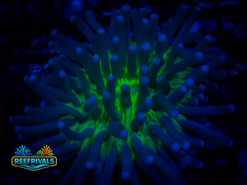 RVL Sunburst Heliofungia (Medium) WYSIWYG coral image | ReefRivals RVL Sunburst Heliofungia (Medium) coral image from ReefRivals, listed as Heliofungia actiniformis and LPS Fleshy