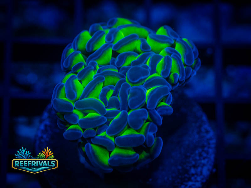 TSA Holy Grail Hammer WYSIWYG coral image | ReefRivals TSA Holy Grail Hammer coral image from ReefRivals, listed as Fimbriaphyllia ancora and Soft Coral