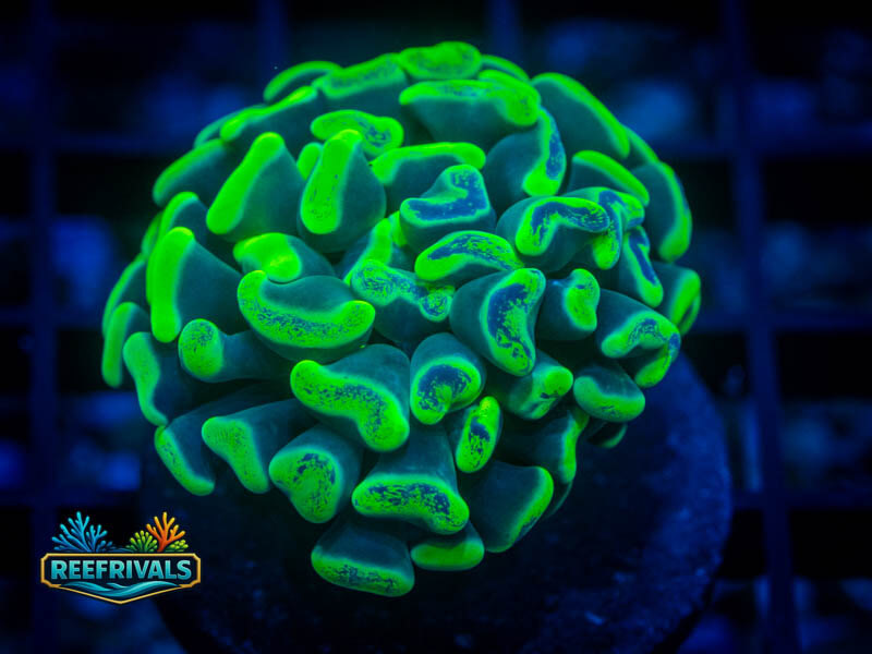 WWC Splatter Hammer WYSIWYG coral image | ReefRivals WWC Splatter Hammer coral image from ReefRivals, listed as Fimbriaphyllia ancora and Soft Coral