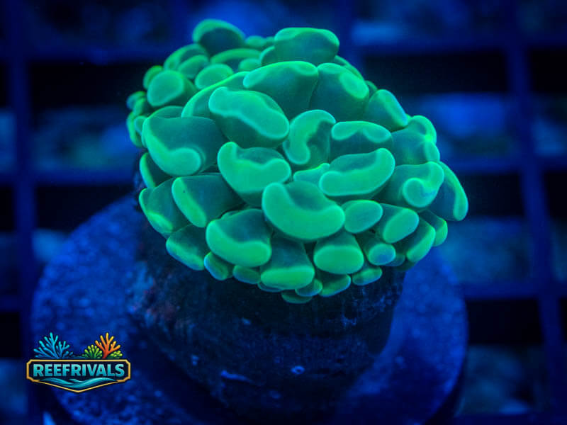 WWC Aquarama Hammer coral image from ReefRivals, listed as Zoanthus sp. and Zoas