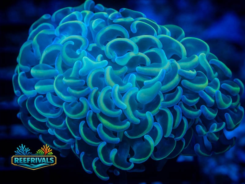 OC Ultra Neon Hammer coral image from ReefRivals, listed as Fimbriaphyllia ancora and Hammers