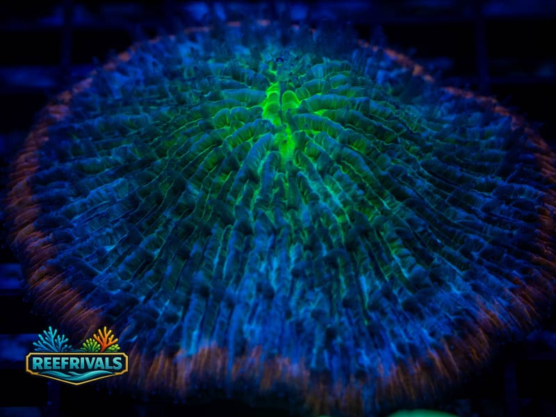 RVL Ultra Lava Rim Fungia WYSIWYG coral image | ReefRivals RVL Ultra Lava Rim Fungia coral image from ReefRivals, listed as Fungia sp. and Soft Coral