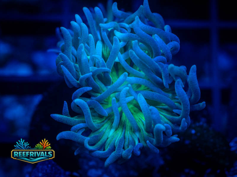 RVL Spirit Keeper Duncan (2 Heads) WYSIWYG coral image | ReefRivals RVL Spirit Keeper Duncan (2 Heads) coral image from ReefRivals, listed as Duncanopsammia axifuga and Duncans