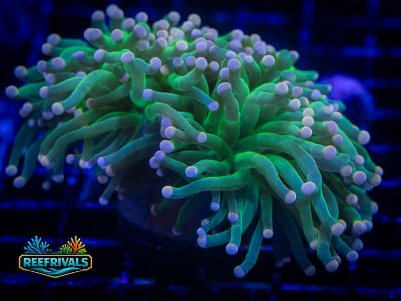 ECC Cotton Candy Torch coral image from ReefRivals, listed as Euphyllia glabrescens and Torches
