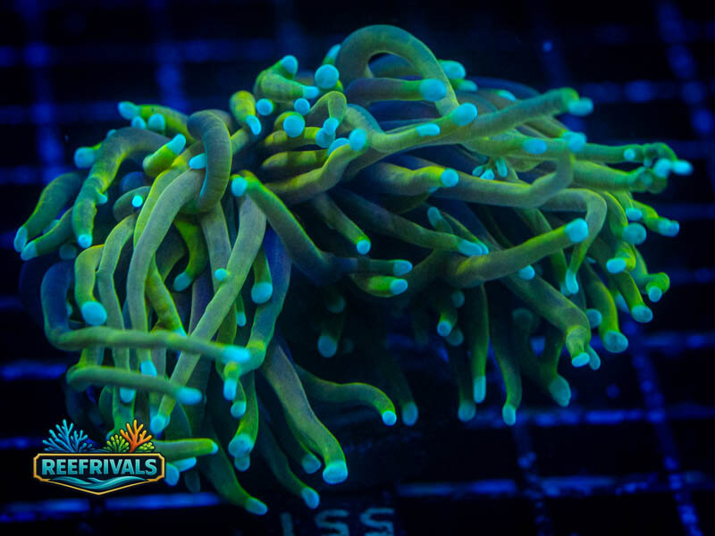 RS Hellfire Torch coral image from ReefRivals, listed as Euphyllia glabrescens and Torches
