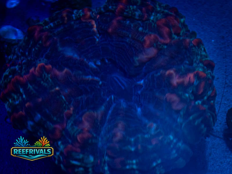 RVL Ultra Spiderman Acanthophyllia WYSIWYG coral image | ReefRivals RVL Ultra Spiderman Acanthophyllia coral image from ReefRivals, listed as Acanthophyllia sp. and Encrusting