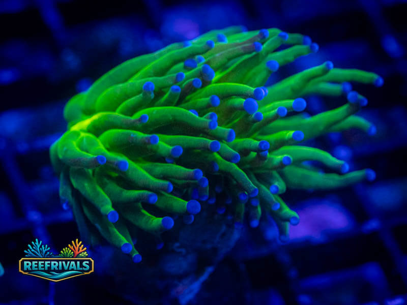 ECC Blue Tip Holy Grail Torch WYSIWYG coral image | ReefRivals ECC Blue Tip Holy Grail Torch coral image from ReefRivals, listed as Euphyllia glabrescens and Torches