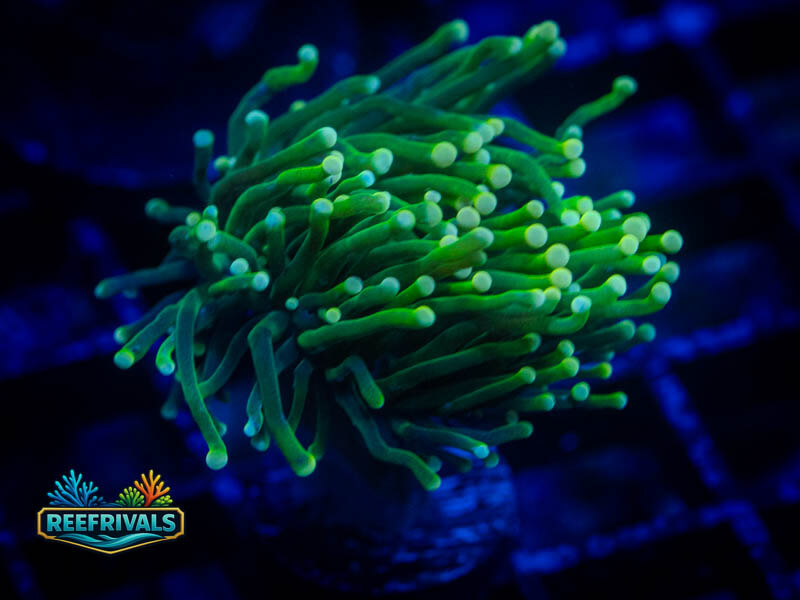 CA Indo Green Goblin Torch WYSIWYG coral image | ReefRivals CA Indo Green Goblin Torch coral image from ReefRivals, listed as Euphyllia glabrescens and Torches