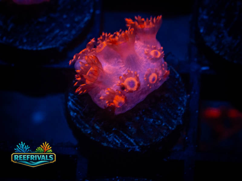 RVL Pink Princess Goni WYSIWYG coral image | ReefRivals RVL Pink Princess Goni coral image from ReefRivals, listed as Goniopora sp. and Soft Coral