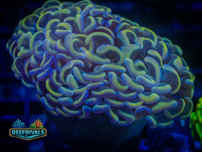 TSA Hologram Hammer WYSIWYG coral image | ReefRivals TSA Hologram Hammer coral image from ReefRivals, listed as Fimbriaphyllia ancora and Hammers