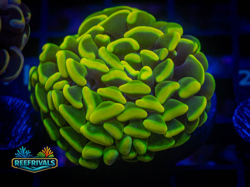 CA Golden Rainbow Hammer WYSIWYG coral image | ReefRivals CA Golden Rainbow Hammer coral image from ReefRivals, listed as Fimbriaphyllia ancora and Hammers
