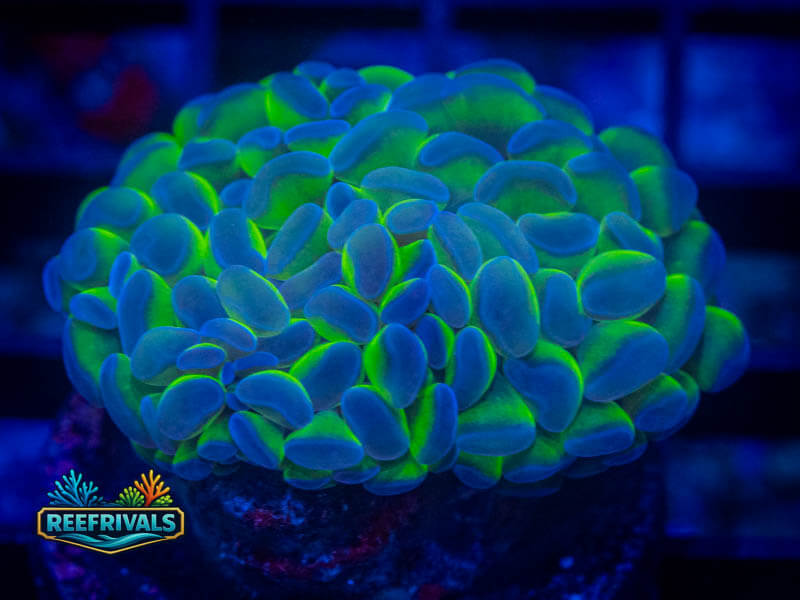 WWC Hologram Hammer coral image from ReefRivals, listed as Fimbriaphyllia ancora and Hammers