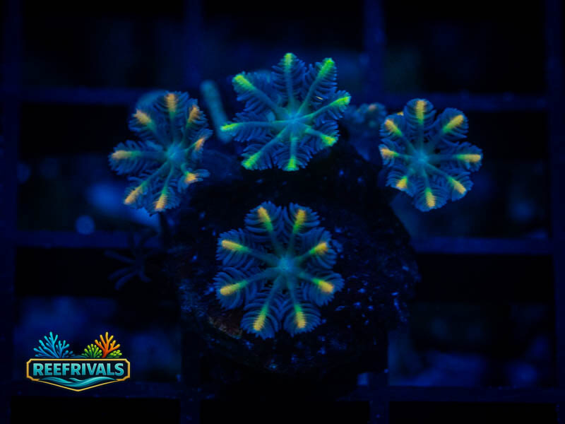 WWC Firework Clove Polyps coral image from ReefRivals, listed as Clavularia sp. and Soft Coral