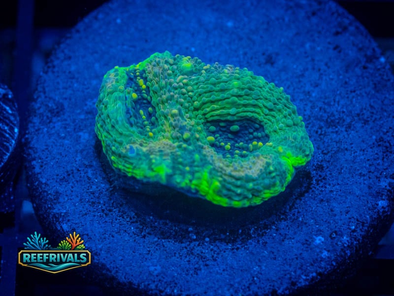 RVL Blue Lagoon Echinata WYSIWYG coral image | ReefRivals RVL Blue Lagoon Echinata coral image from ReefRivals, listed as Micromussa sp. and Acans