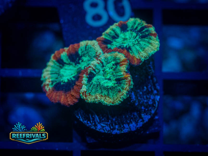 RVL Lava Rim Favia coral image from ReefRivals, listed as Favia sp. and Favias
