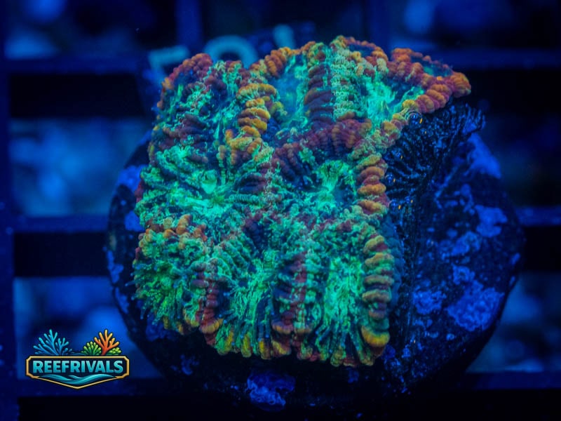 TG Insane Marbled Favia WYSIWYG coral image | ReefRivals TG Insane Marbled Favia coral image from ReefRivals, listed as Favia sp. and Favias