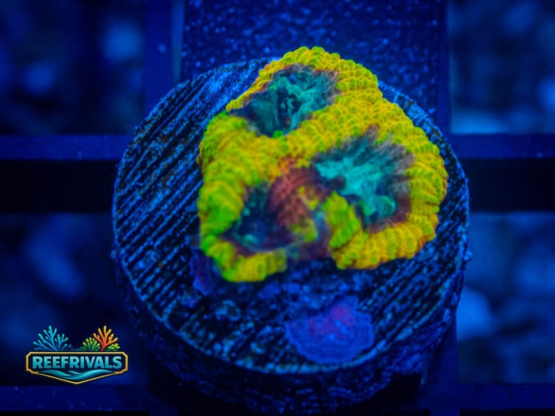 RS Yellow Submarine Favia coral image from ReefRivals, listed as Favia sp. and Favias