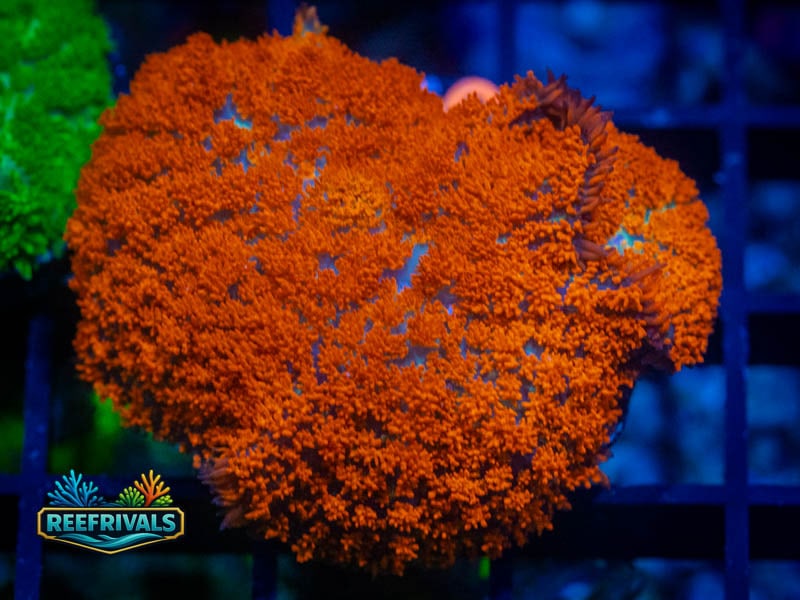 CA Superman Rhodactis Mushroom coral image from ReefRivals, listed as Rhodactis spp. and Mushrooms