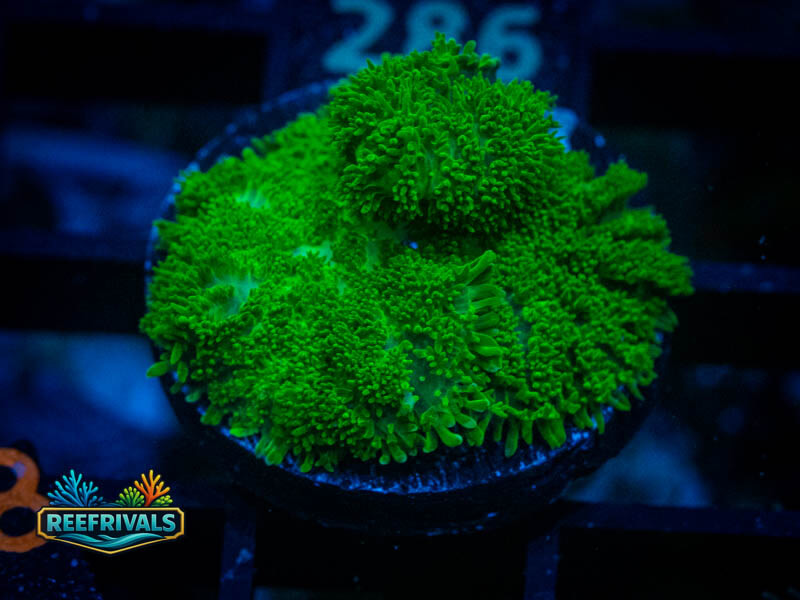 CA Aussie Green Rhodactis Mushroom coral image from ReefRivals, listed as Rhodactis spp. and Mushrooms