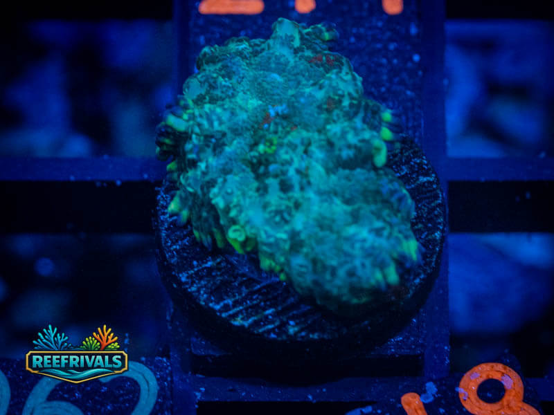 RVL Tiffany Blue Mushroom coral image from ReefRivals, listed as Discosoma sp. and Mushrooms